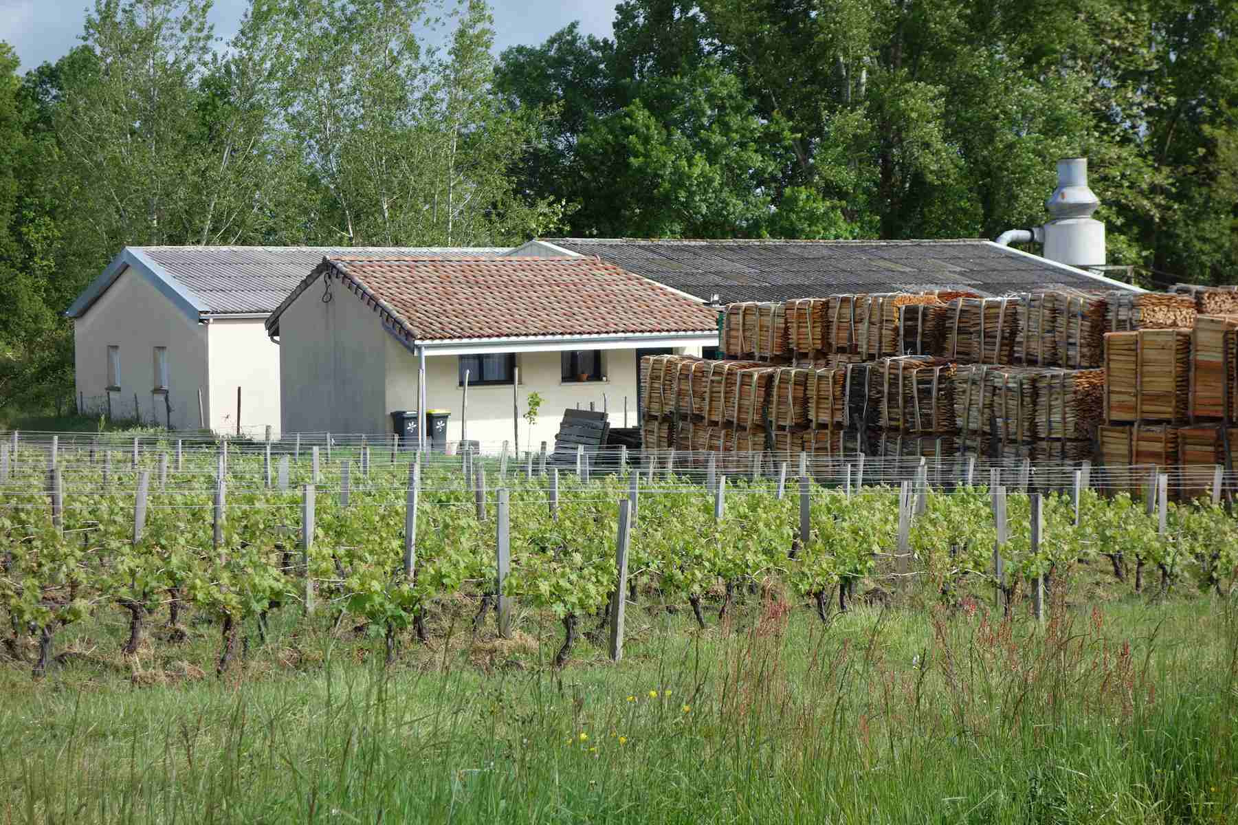 Scierie fabrication piquets de vignes au coeur du Médoc 